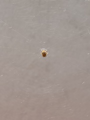 Araneidae