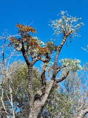 Cussonia transvaalensis