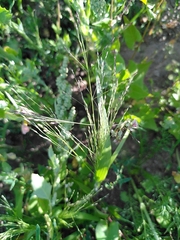 Panicum miliaceum ruderale
