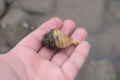 Neptunea decemcostata