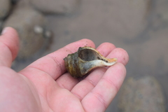 Neptunea decemcostata