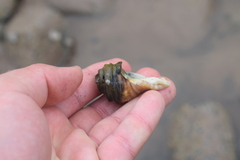 Neptunea decemcostata