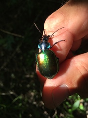 Calosoma sycophanta