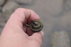 Neptunea decemcostata