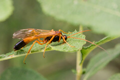Opheltes glaucopterus