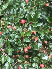 Cotoneaster nanshan