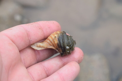 Neptunea decemcostata