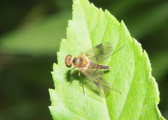 Chrysopilus nubecula