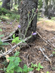 Penstemon personatus