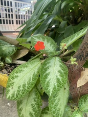 Episcia cupreata