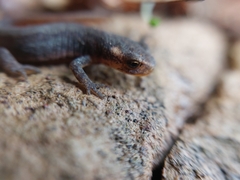 Ommatotriton ophryticus