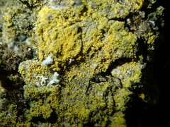 Candelariella xanthostigma