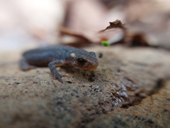 Ommatotriton ophryticus