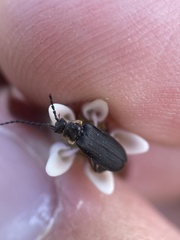 Polemius laticornis