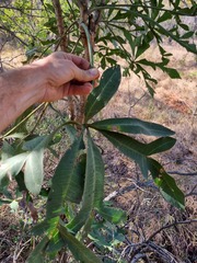 Cussonia transvaalensis
