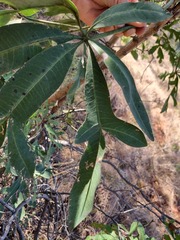 Cussonia transvaalensis