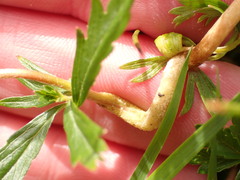 Taphrina tormentillae