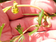 Taphrina tormentillae