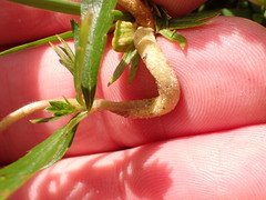 Taphrina tormentillae