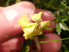 Taphrina tormentillae