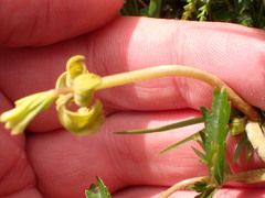 Taphrina tormentillae