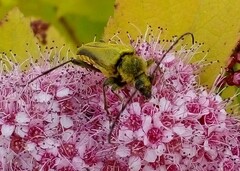 Lepturobosca chrysocoma