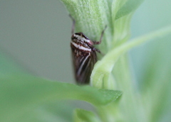 Aphrodes makarovi
