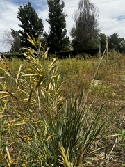 Sorghinae