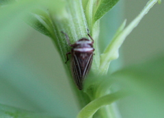 Aphrodes makarovi