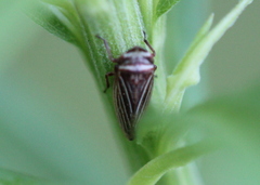 Aphrodes makarovi
