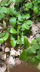 Polygaloides paucifolia