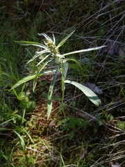 Omalotheca norvegica