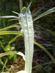 Omalotheca norvegica