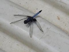 Erythrodiplax unimaculata