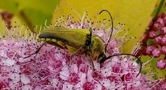 Lepturobosca chrysocoma