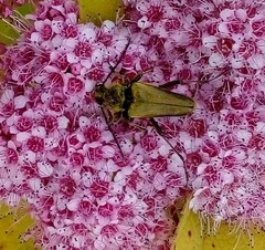 Lepturobosca chrysocoma