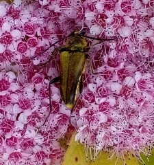 Lepturobosca chrysocoma