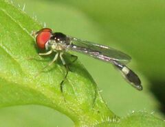 Fragosa