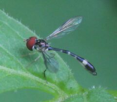 Fragosa