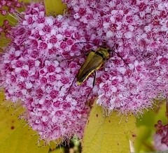 Lepturobosca chrysocoma