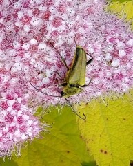 Lepturobosca chrysocoma