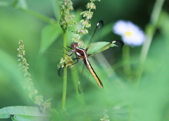 Libellula cyanea