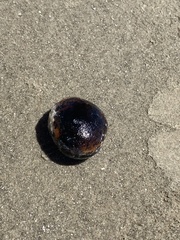 Mucuna sloanei