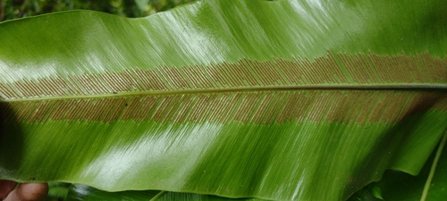 Asplenium observed 2022-07-02