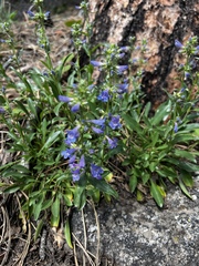 Penstemon virens