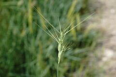 Aegilops neglecta