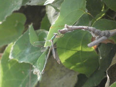 Chalcolestes viridis