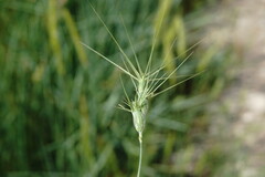 Aegilops neglecta