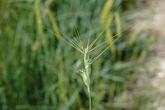 Aegilops neglecta
