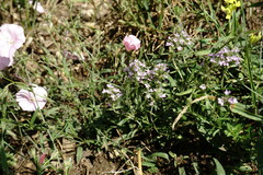 Thymus dzevanovskyi